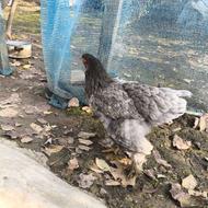 برهما ابریشمی