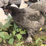 برهما ابریشمی