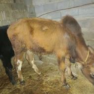 گاو گوساله نر