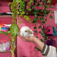 خرگوش لپ لوپ زیبا