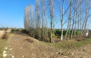 زمین حدودا 700 متر دور 100 عدد سنوبر دارد 2 درخت سیاه ریشه