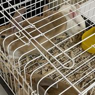 4 عدد خرگوش 2 نر 2 ماده بسیار زیبا و سالم