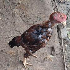 خروس لاری ....