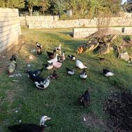 اردک محلی و خارجی