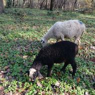 فروش یک راس گوسفند زل با بره