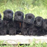 واگذاری ژرمن بلک