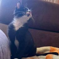 فوری واگذاری رایگان گربه تاکسیدو نره