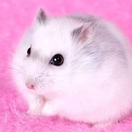 همستر کمپل روبوفسکی مینیاتوری