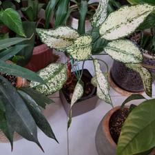 گلدان اپارتمانی23عددارزان یکجا