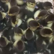 جوجه اردک اسرائیلی