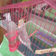فروش پرنده طوطی