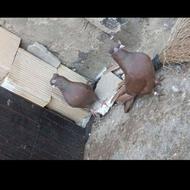 جوجه ابادانی