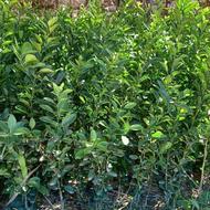 لیمو وسروناز