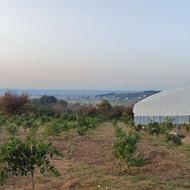 فروش زمین(باغ)7300مترباسندتک برگ درروستای لالیم