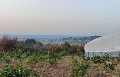 فروش زمین(باغ)7300مترباسندتک برگ درروستای لالیم 