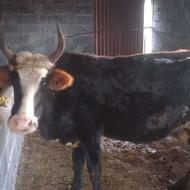فروش یک راس گاو محلی ماده