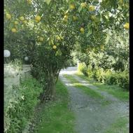 فروش ویلا باغ با درختان مرکبات جایی دنج و آرام در تنکابن