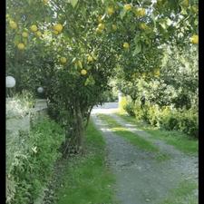 فروش ویلا باغ با درختان مرکبات جایی دنج و آرام در تنکابن