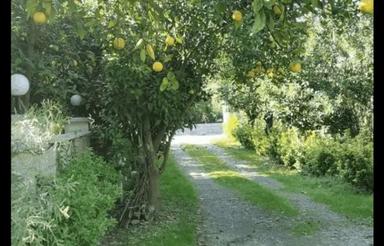 فروش ویلا باغ با درختان مرکبات جایی دنج و آرام در تنکابن