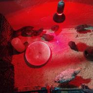 جوجه آوردم رسمی