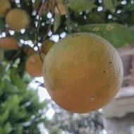 پرتغال محلی شیرین و آبدار شمال