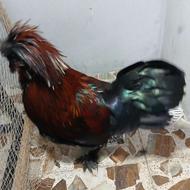 فروش خروس سلطان بالغ