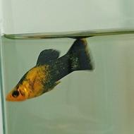 دوتا تترا یک پلاتی