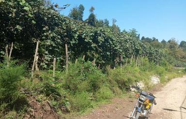 5000 متر باغ کیوی قیمت مناسب