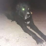 واگذارسگ نگہبان قدرجونی بسیار درشت