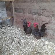 سه عدد خروس ژاپنیسم و جوجه ژاپنیسم