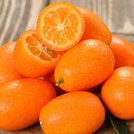 خرید میوه کامکوات