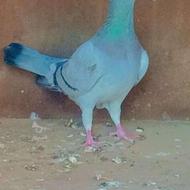 فروش کبوتر فقط برای امروز