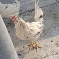 مرغ خروس گلین