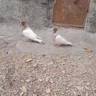 کفتر معاوضه