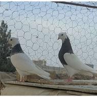 2تاکفترطوقی ماده