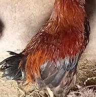 خروس محلی چاق