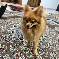 پامر عروسکی واگذاری