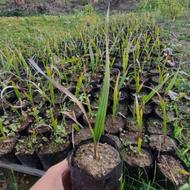 پالم واشنگتن