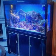 اکواریوم اب شور