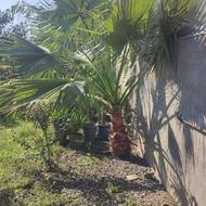 پالم واشنگتن بزرگ