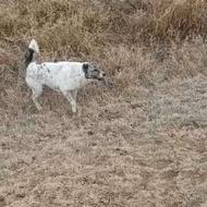 سگ گمشده ماده مژدگانی خوبی داره