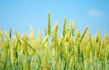 فروش ملک کشاورزی 4 هکتار