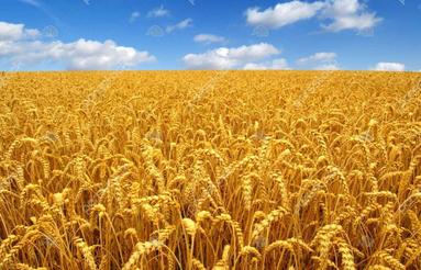 فروش زمین کشاورزی 4 هکتار