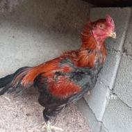 خروس لاری مرغ جوجه