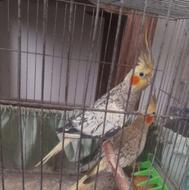 عروس هلندی بالغ رامسر