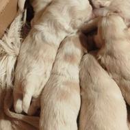 واگذاری توله شیتزو