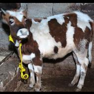 گاو گوساله ماده محلی