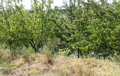 1000متر باغ 13 ساله