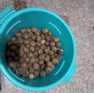 گردو خوب معاوضه چلتوک هم دارم