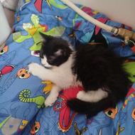 گربه تاکسیدو ماده 3ماهه